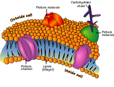 cell membrane structure download free